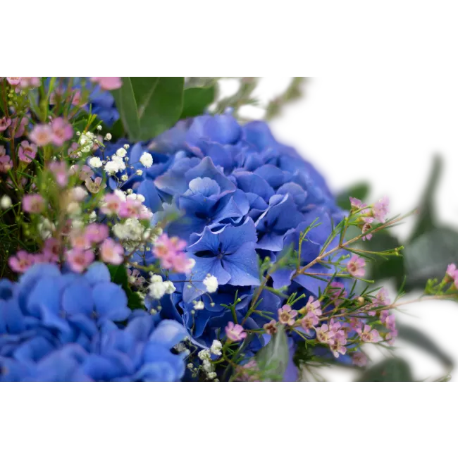Bouquet of hydrangeas